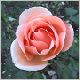 Rosa  Apricot Nectar Floribundarose.html
